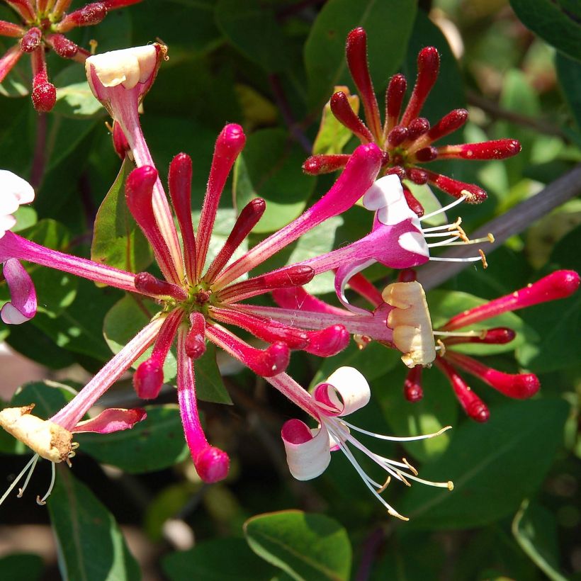 Lonicera japonica Red World - Japanisches Geißblatt (Flowering)