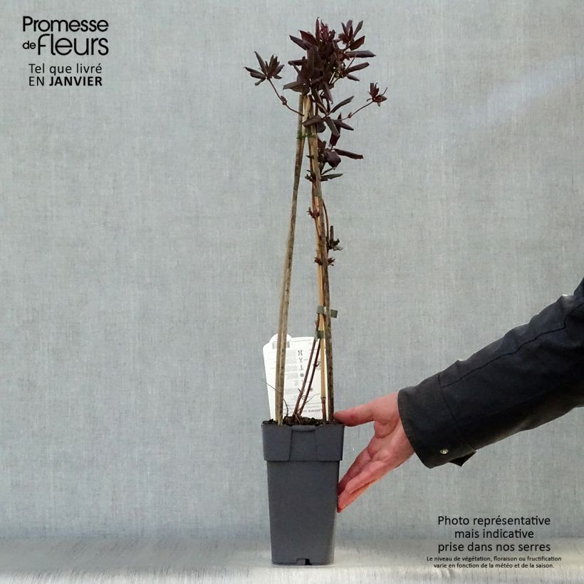 Exemplar von Lonicera japonica Red World - Japanisches Geißblatt Topf mit 2L/3L wie im Winter geliefert