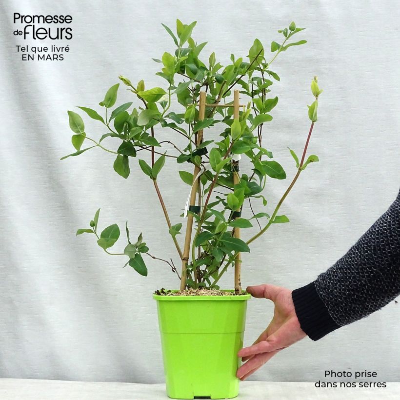 Example of Lonicera japonica Sweet Isabel - Japanisches Geißblatt Topf mit 3L/4L as you get in hiver