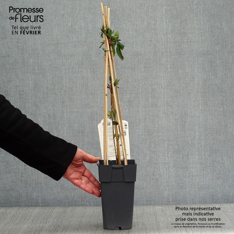 Exemplar von Lonicera brownii Dropmore Scarlet - Rote Geißschlinge Topf mit 1L/1,5L wie im Winter geliefert