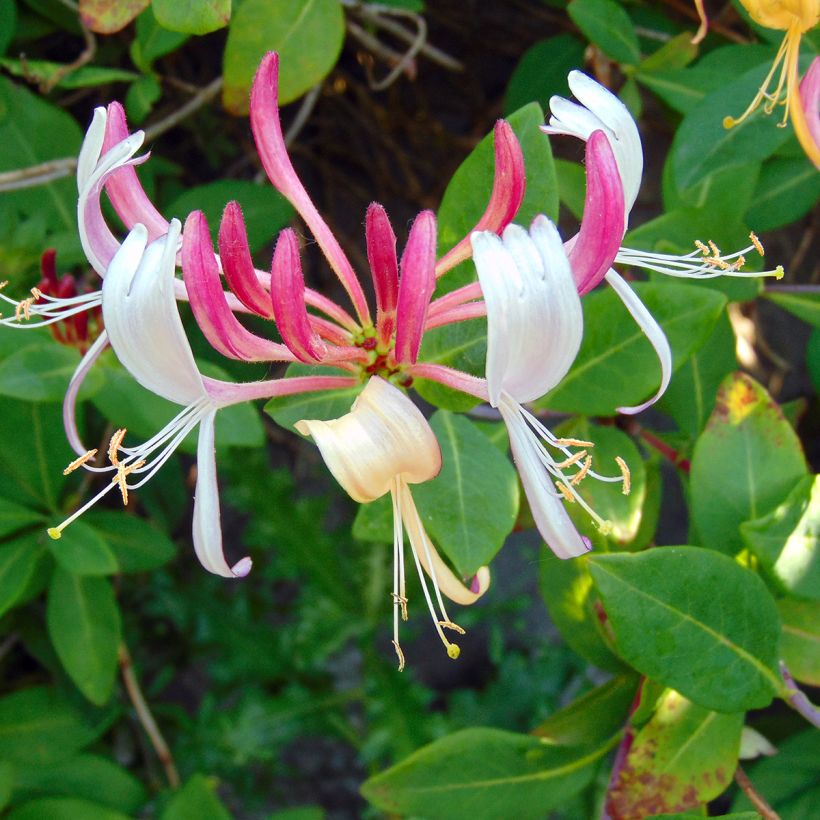Lonicera heckrottii Gold Flame - Feuer-Geißblatt (Flowering)