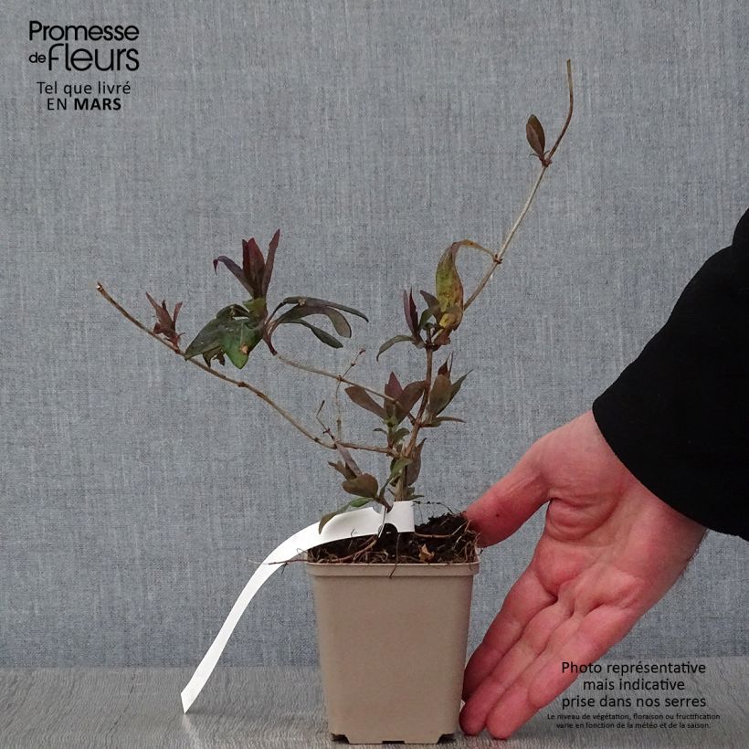 Exemplar von Lonicera heckrottii Gold Flame - Feuer-Geißblatt Kleine Töpfe von 8/9 cm wie im Winter geliefert