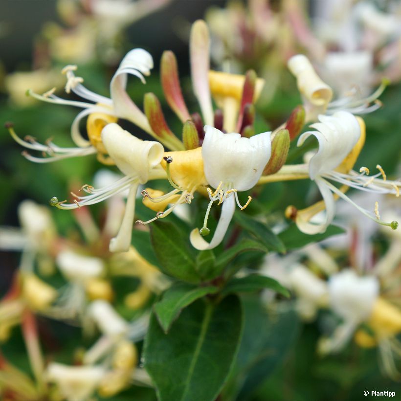 Lonicera Blond & Beyond - Wald-Geißschlinge (Flowering)