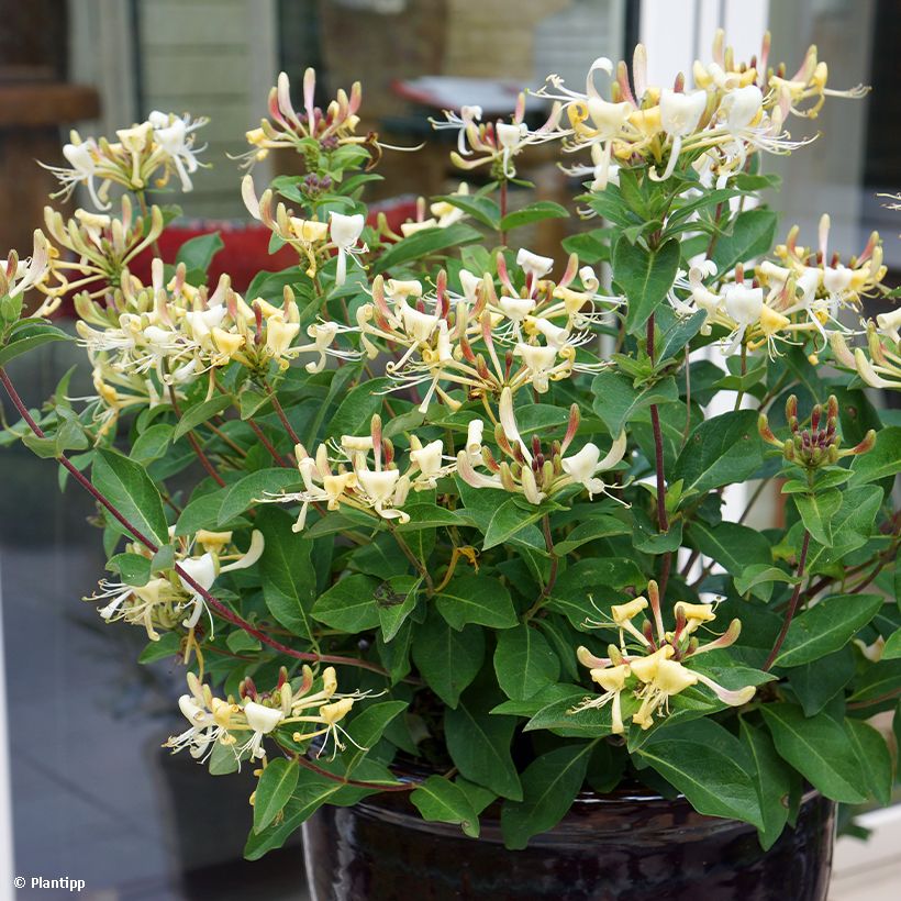 Lonicera Blond & Beyond - Wald-Geißschlinge (Plant habit)