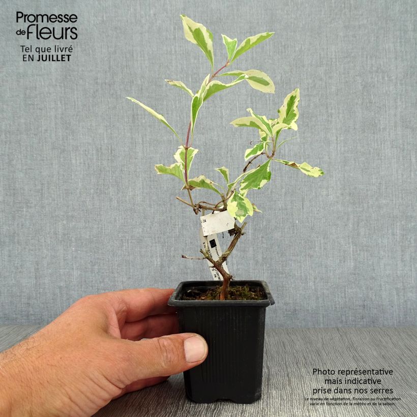 Exemplar von Lonicera Harlequin - Wald-Geißschlinge Kleine Töpfe von 8/9 cm wie im Sommer geliefert