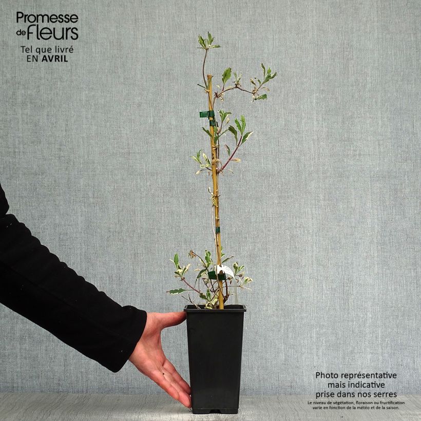 Exemplar von Lonicera Harlequin - Wald-Geißschlinge Topf mit 1,5L/2L wie im Frühjahr geliefert