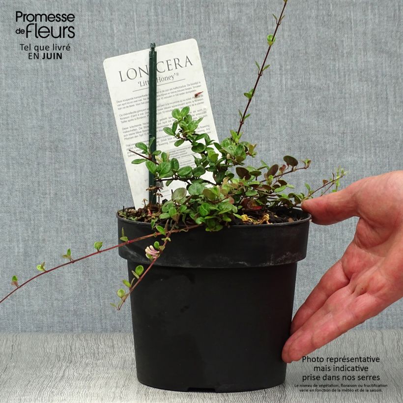 Exemplar von Lonicera crassifolia Little Honey - Kriechende Heckenkirsche Topf mit 2L/3L wie im Sommer geliefert