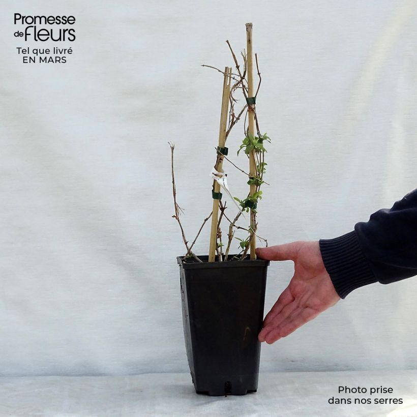 Exemplar von Lonicera brownii Golden Trumpet - Geißblatt Topf mit 2L/3L wie im Frühjahr geliefert