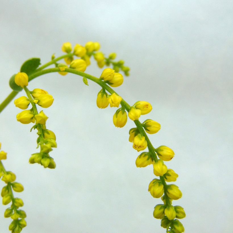Chiastophyllum oppositifolium - Walddickblatt (Flowering)
