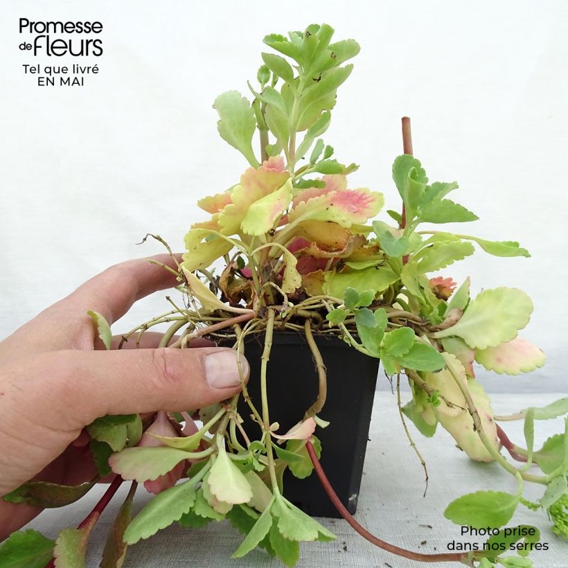 Exemplar von Chiastophyllum oppositifolium - Walddickblatt Kleine Töpfe von 8/9 cm wie im Frühjahr geliefert