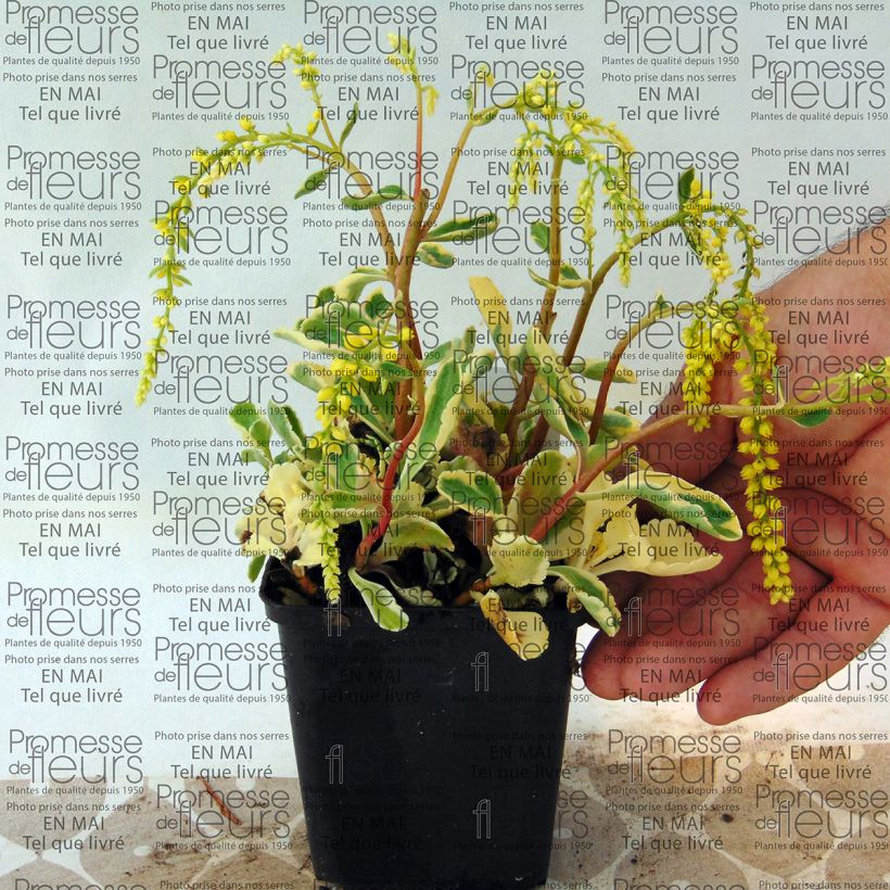 Example of Chiastophyllum oppositifolium Variegatum - Walddickblatt Kleine Töpfe von 8/9 cm as you get