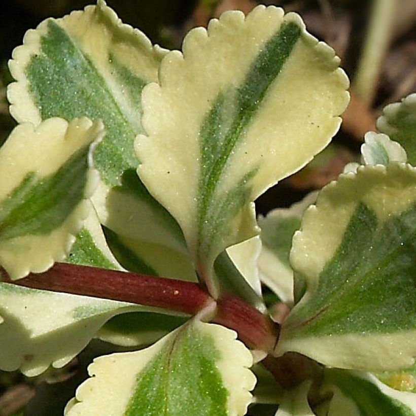 Chiastophyllum oppositifolium Variegatum - Walddickblatt (Foliage)
