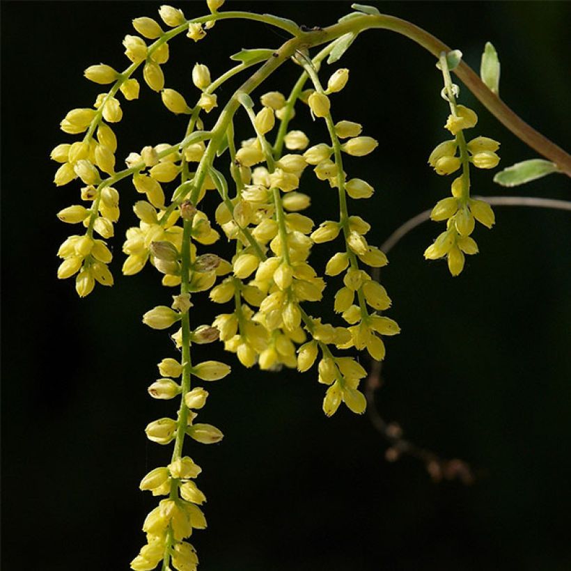 Chiastophyllum oppositifolium Variegatum - Walddickblatt (Flowering)