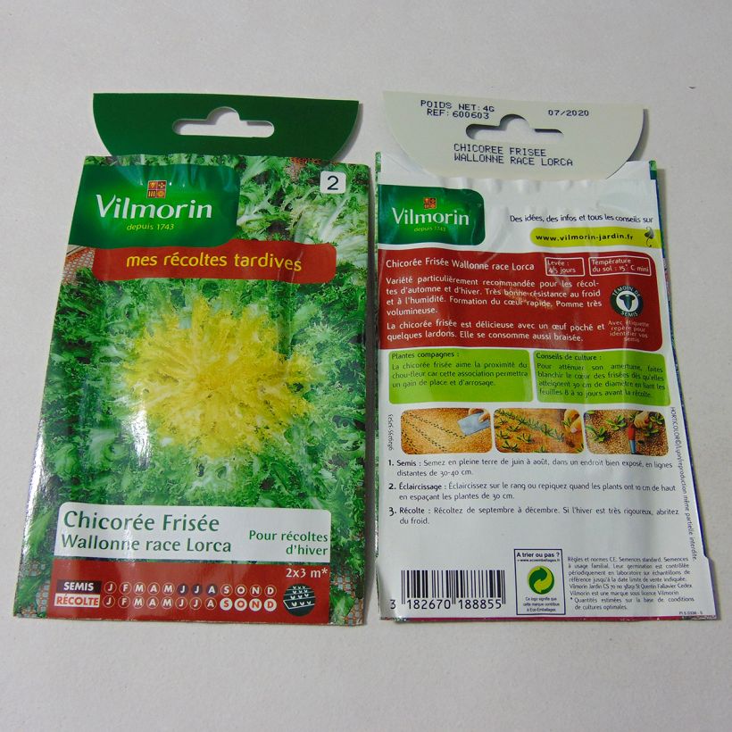 Example of Endivie Wallonne race Lorca - Vilmorin per pack of 2400 seeds (4g) as you get