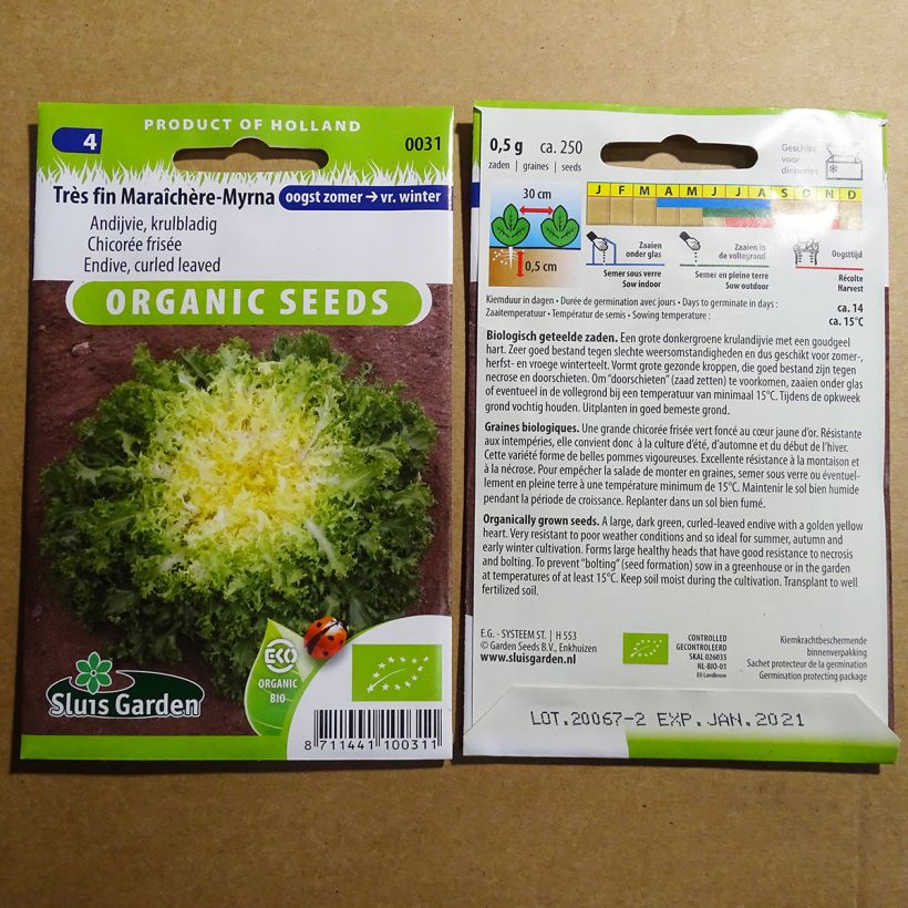 Example of Endivie Myrna Bio per pack of 500 seeds (0.8g) as you get