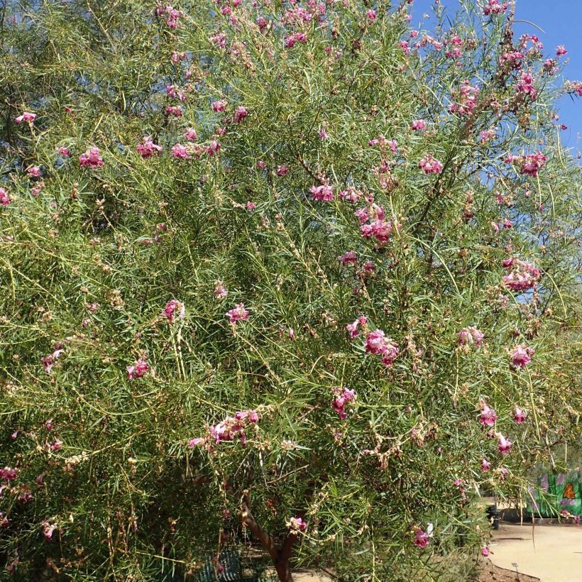 Chilopsis linearis - Wüstenweide (Plant habit)