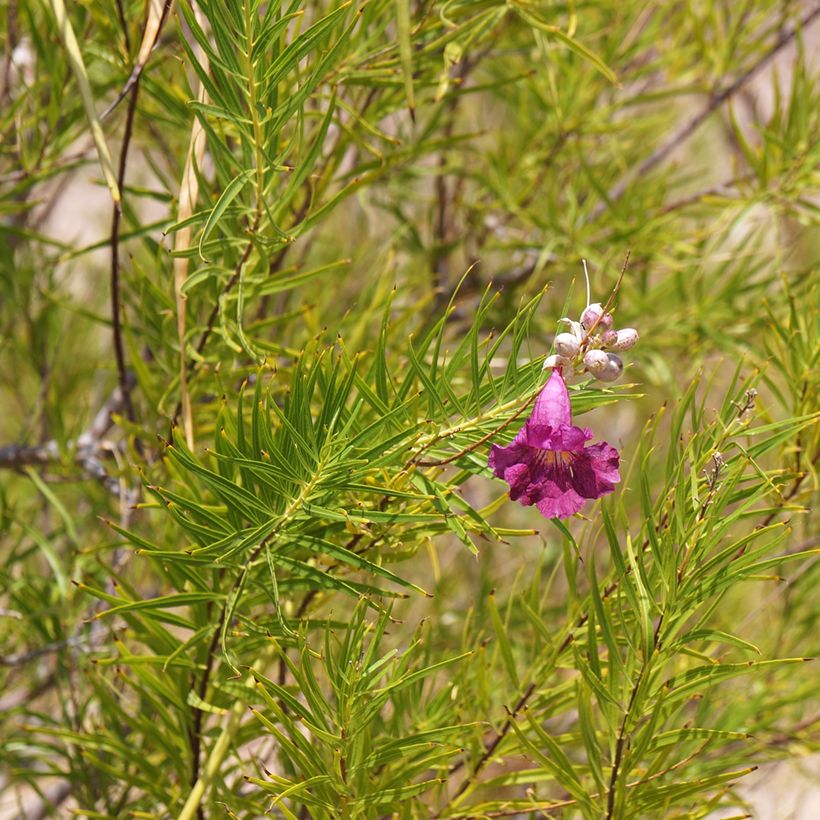 Chilopsis linearis Burgundy - Wüstenweide (Foliage)