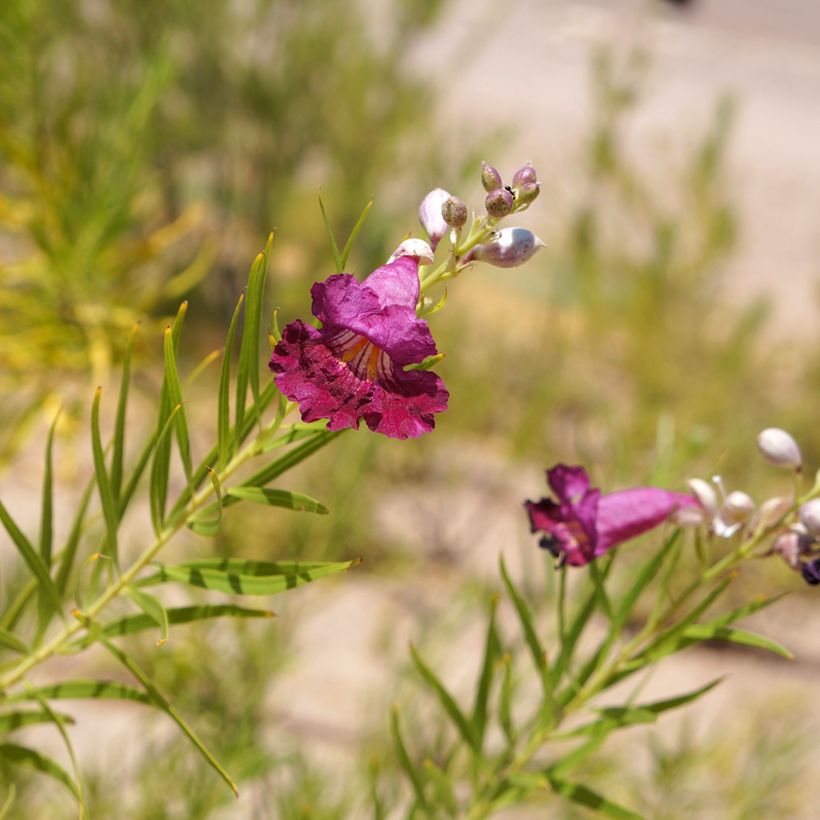 Chilopsis linearis Burgundy - Wüstenweide (Flowering)