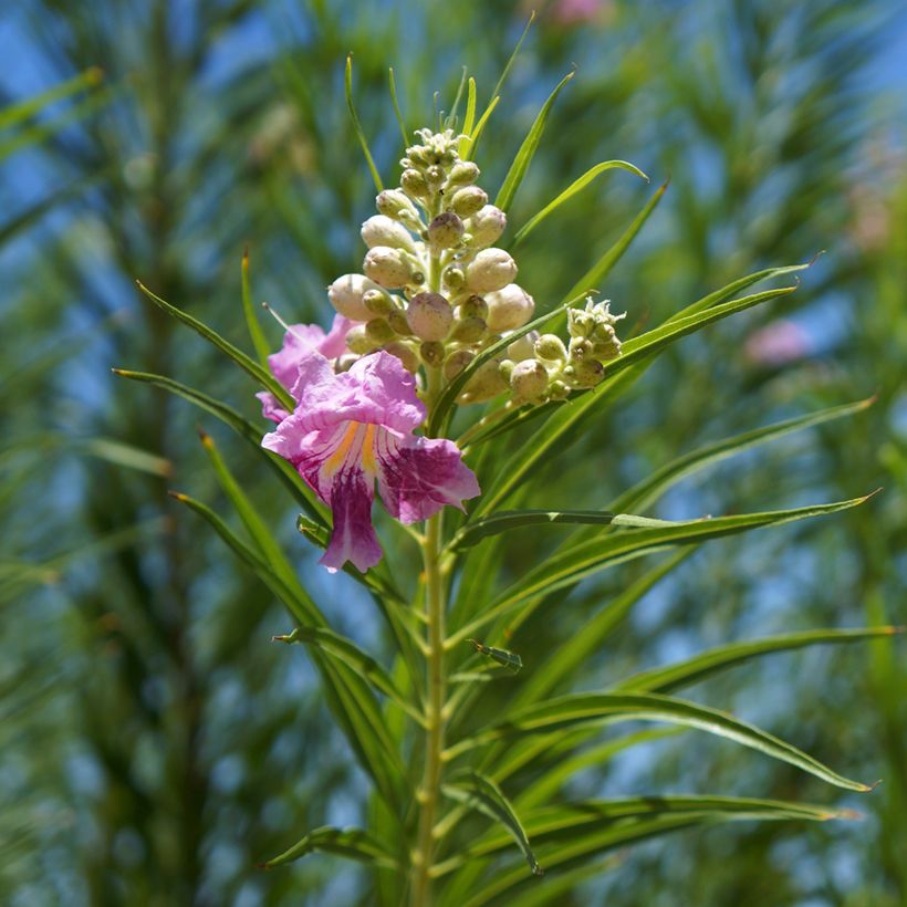 Chilopsis linearis - Wüstenweide (Foliage)