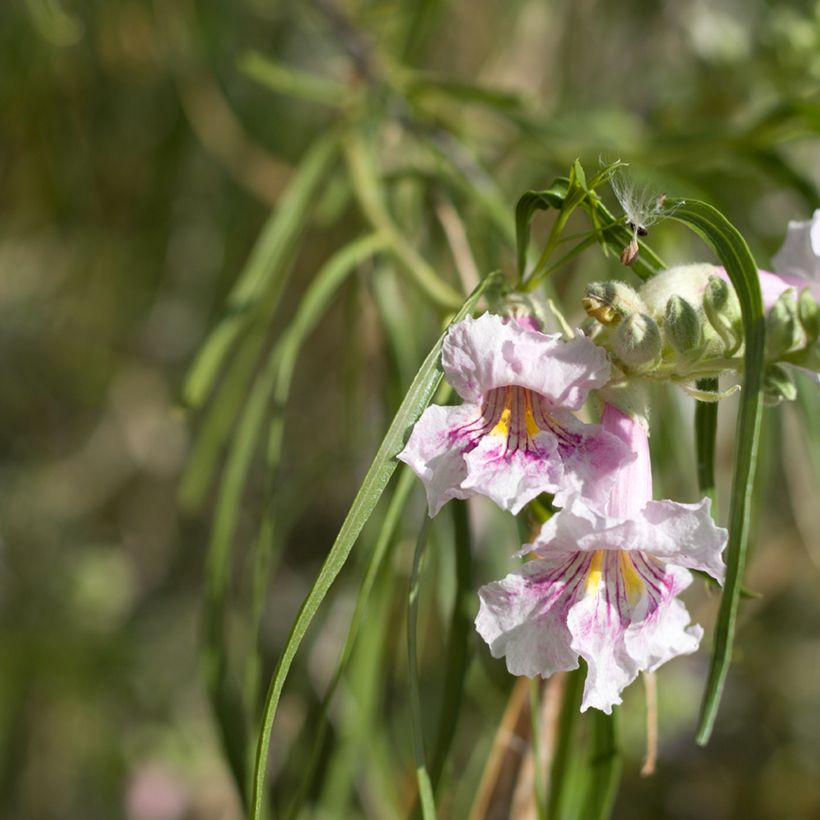 Chilopsis linearis - Wüstenweide (Flowering)