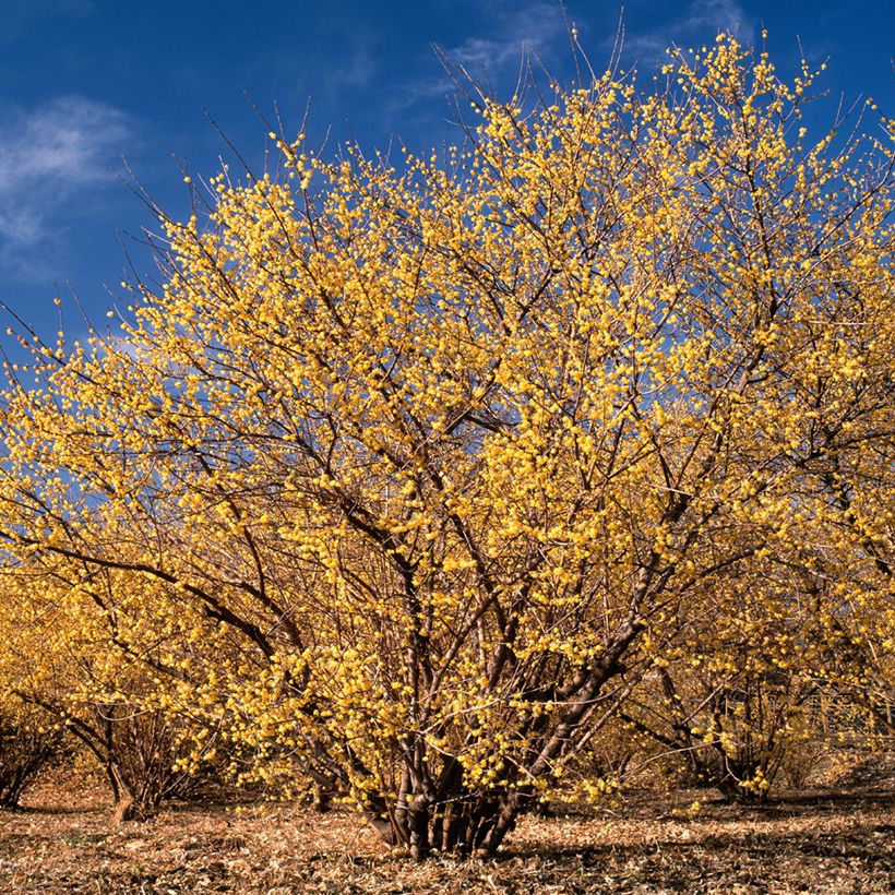 Chimonanthus praecox - Winterblume (Plant habit)