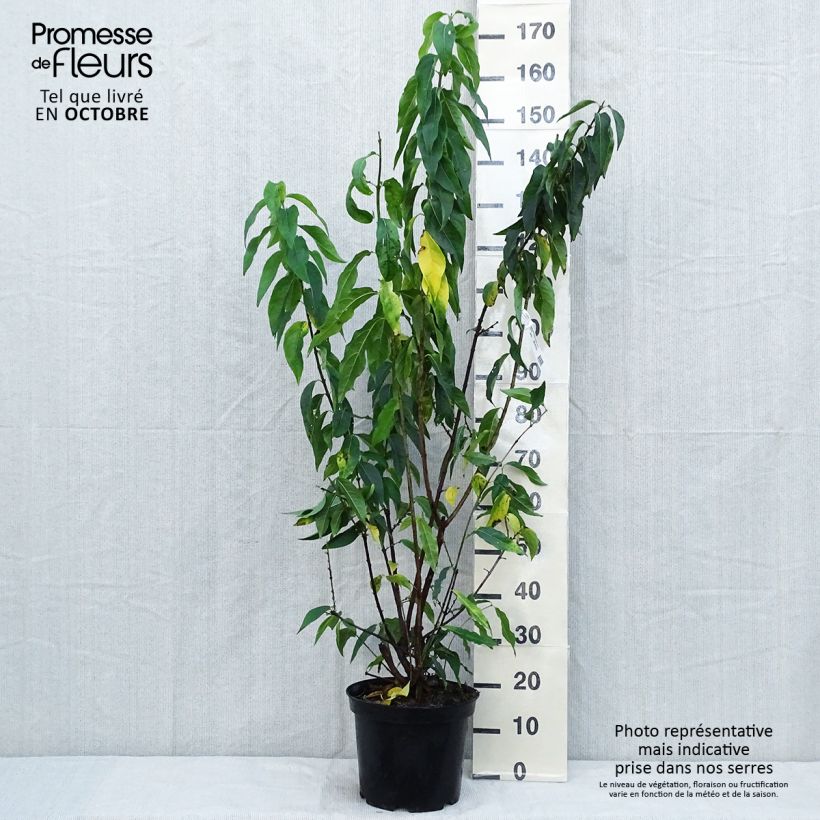 Example of Chimonanthus praecox Grandiflorus - Winterblume Topf mit 7,5L/10L as you get in automne
