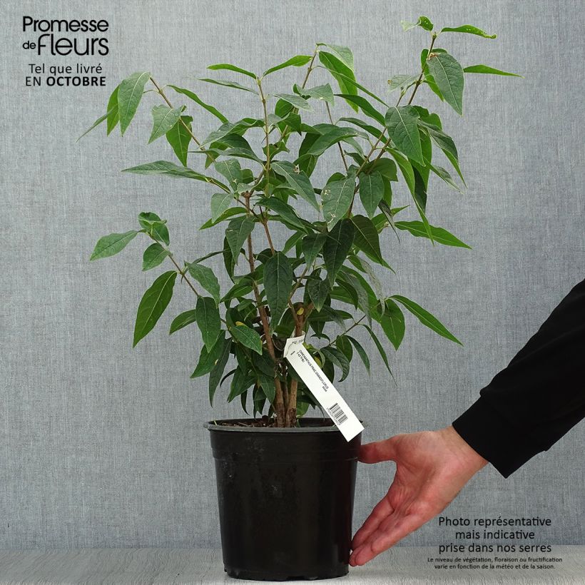 Example of Chimonanthus praecox Grandiflorus - Winterblume Topf mit 4L/5L as you get in automne