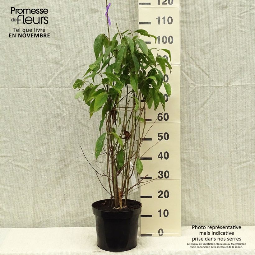 Example of Chimonanthus praecox - Winterblume Topf mit 7,5L/10L as you get in automne