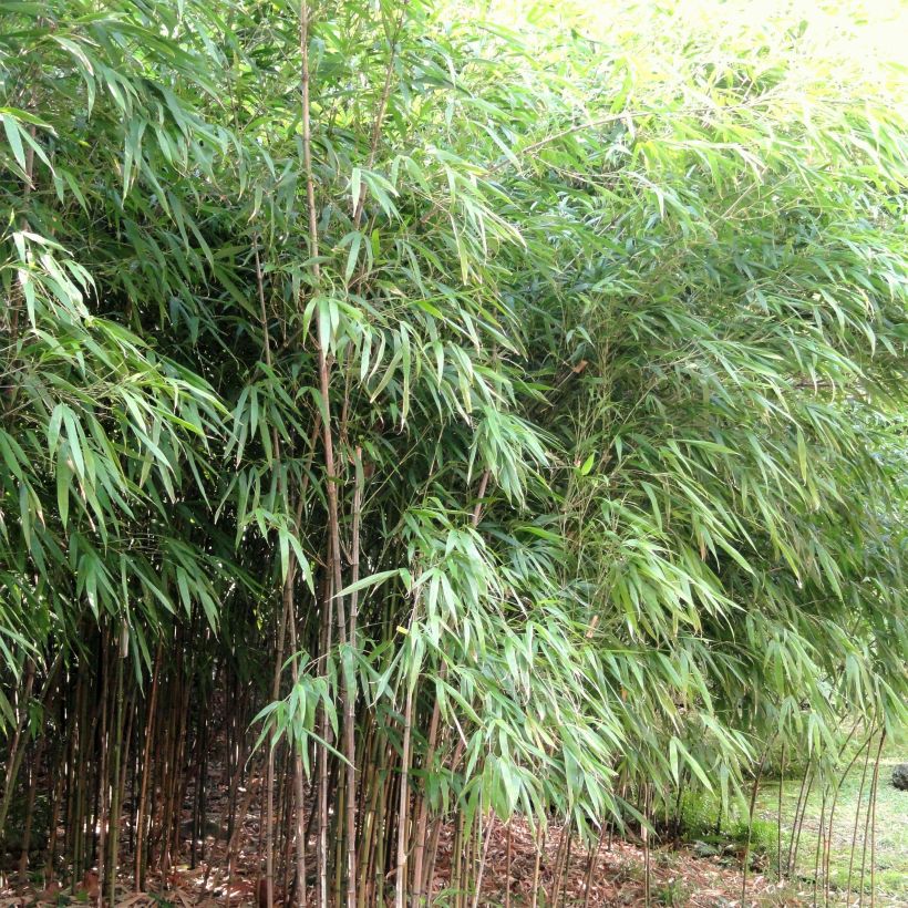 Chimonobambusa quadrangularis - Vierkantbambus (Plant habit)