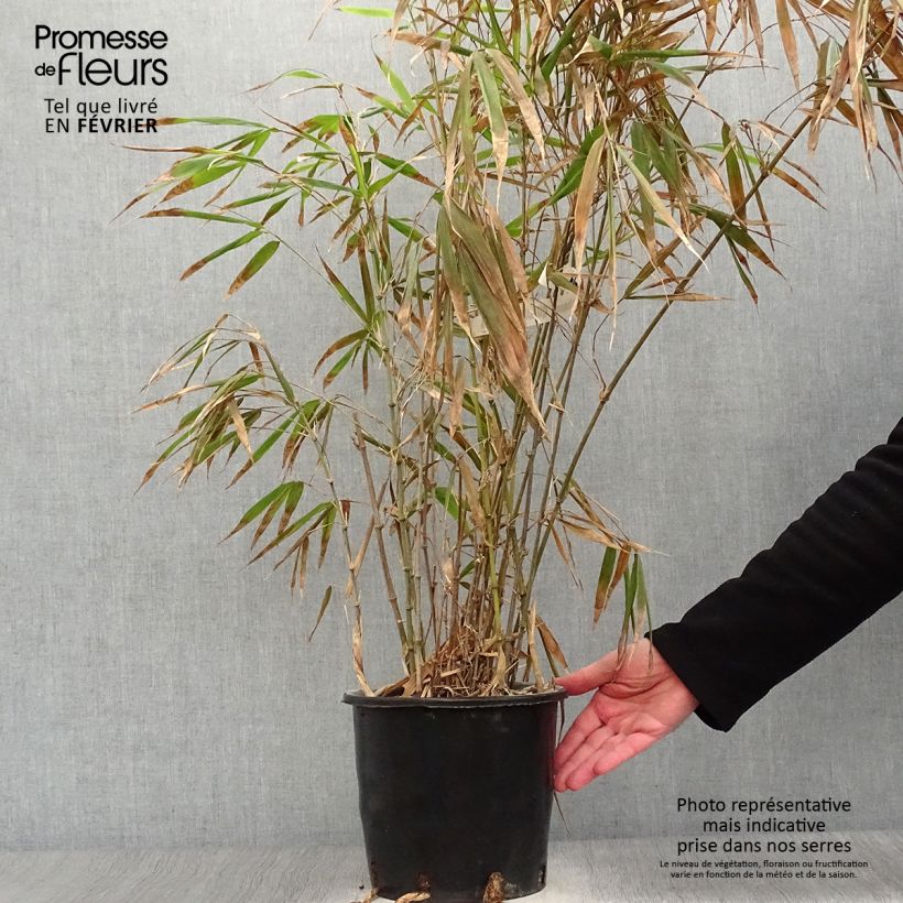 Exemplar von Chimonobambusa quadrangularis - Vierkantbambus Topf mit 4L/5L wie im Winter geliefert