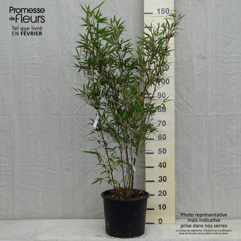 Exemplar von Chimonobambusa tumidissinoda Macrophylla - Bambus Topf mit 12L/15L wie im Winter geliefert