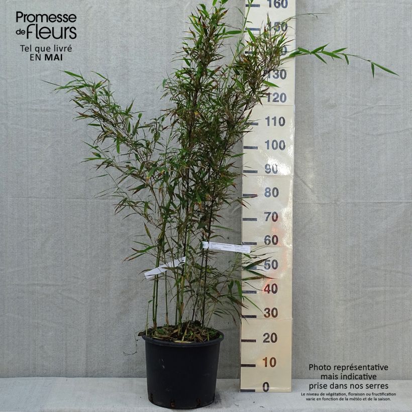 Exemplar von Chimonobambusa tumidissinoda Macrophylla - Bambus Topf mit 12L/15L wie im Frühjahr geliefert