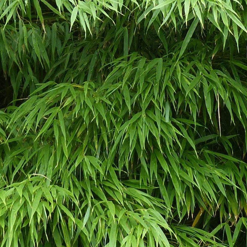 Chimonobambusa tumidissinoda Microphylla - Bambus (Foliage)