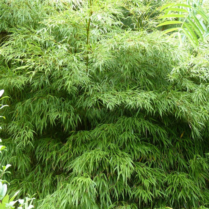 Chimonobambusa tumidissinoda Microphylla - Bambus (Plant habit)