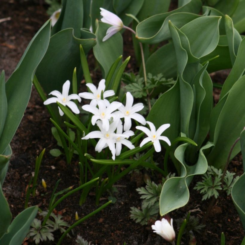 Chionodoxa luciliae Alba - Schneestolz (Plant habit)