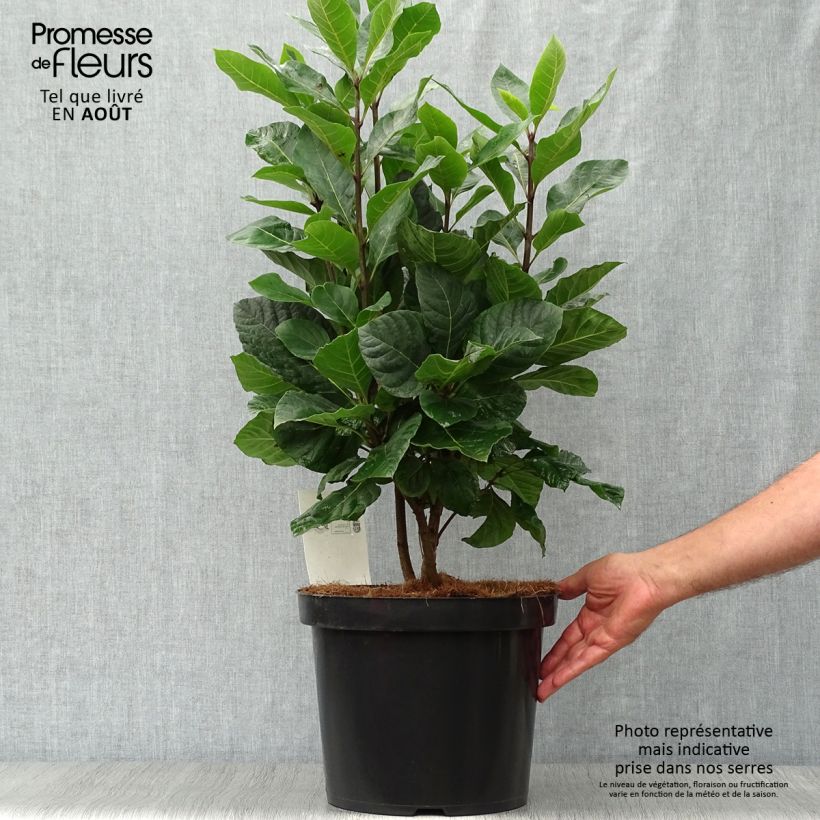 Exemplar von Chionanthus virginicus - Virginischer Schneeflockenstrauch Topf mit 4L/5L wie im Sommer geliefert