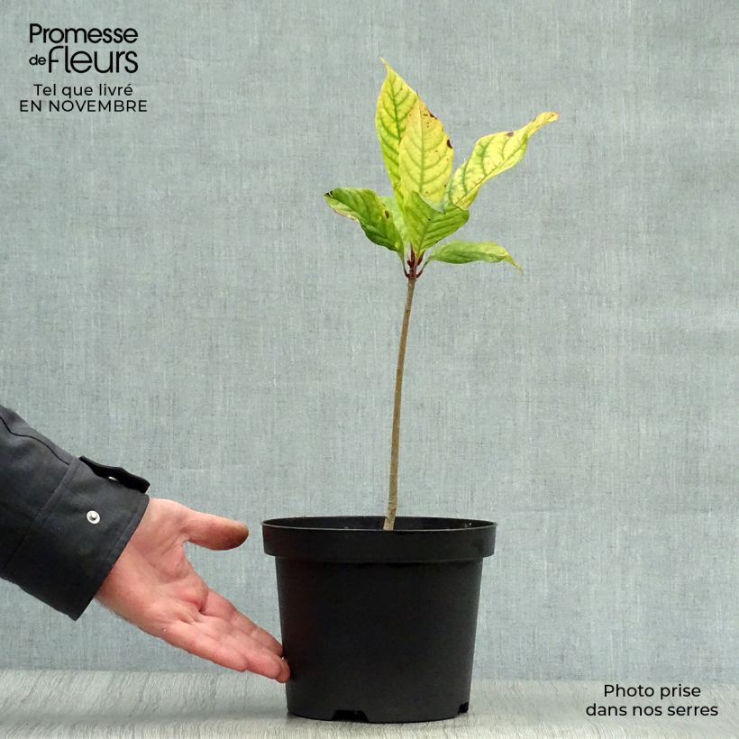 Example of Chionanthus virginicus - Virginischer Schneeflockenstrauch Topf mit 2L/3L as you get in automne
