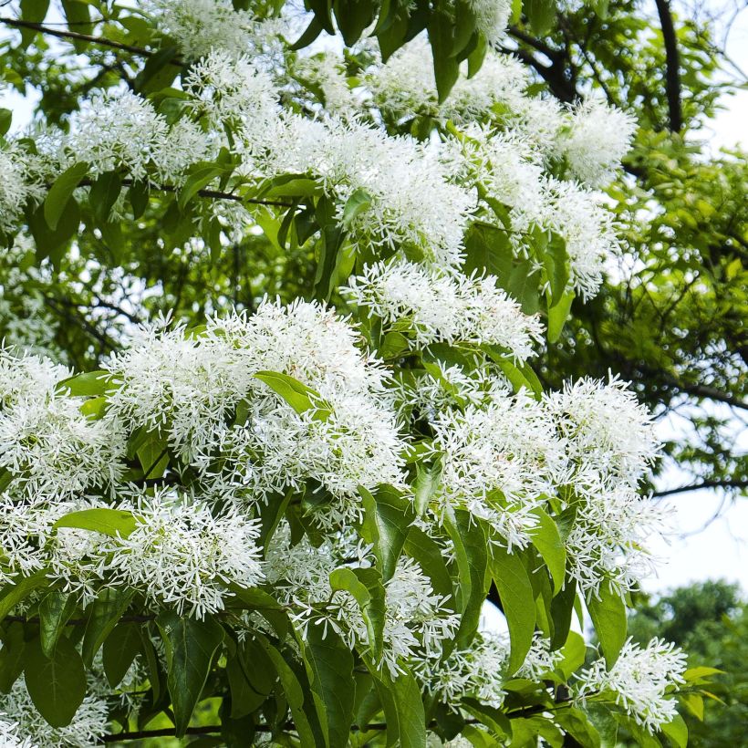 Chionanthus retusus - Chinesischer Schneeflockenstrauch (Flowering)