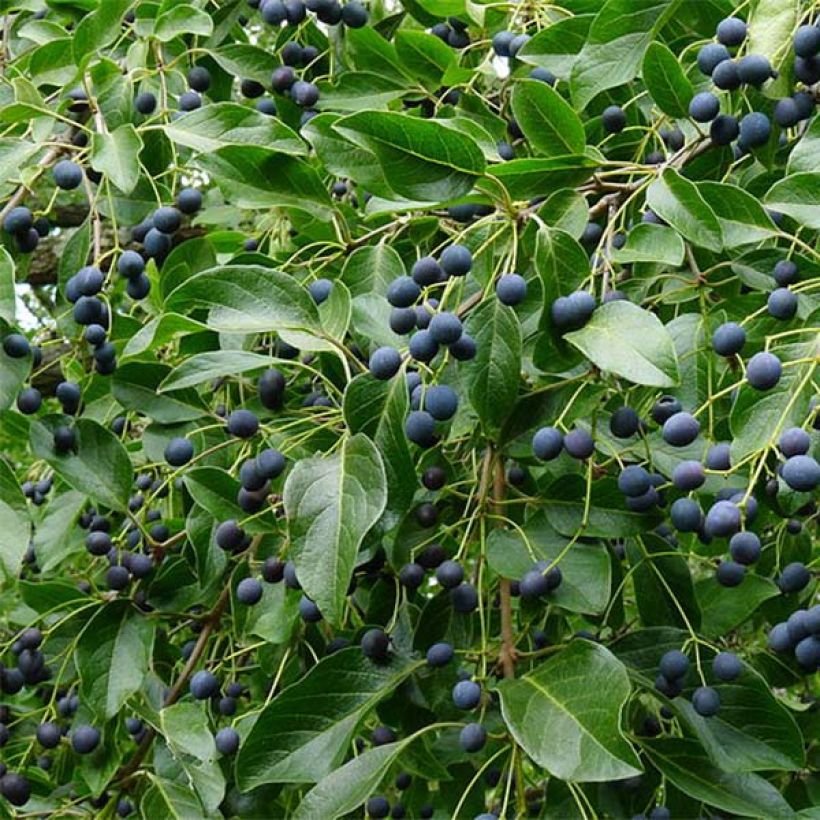 Chionanthus retusus - Chinesischer Schneeflockenstrauch (Harvest)