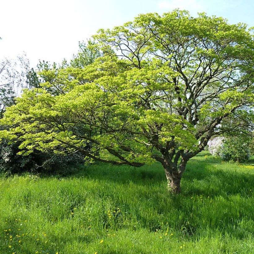 Chionanthus retusus - Chinesischer Schneeflockenstrauch (Plant habit)