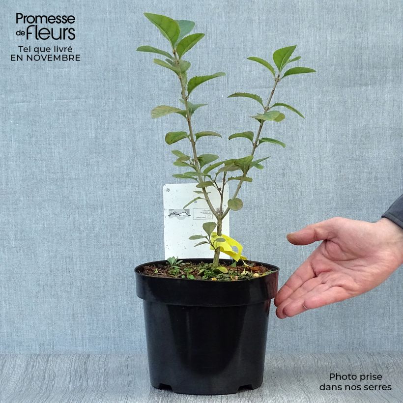 Example of Chionanthus retusus - Chinesischer Schneeflockenstrauch Topf mit 3L/4L as you get in automne