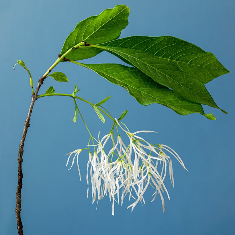 Chionanthus virginicus - Virginischer Schneeflockenstrauch (Flowering)