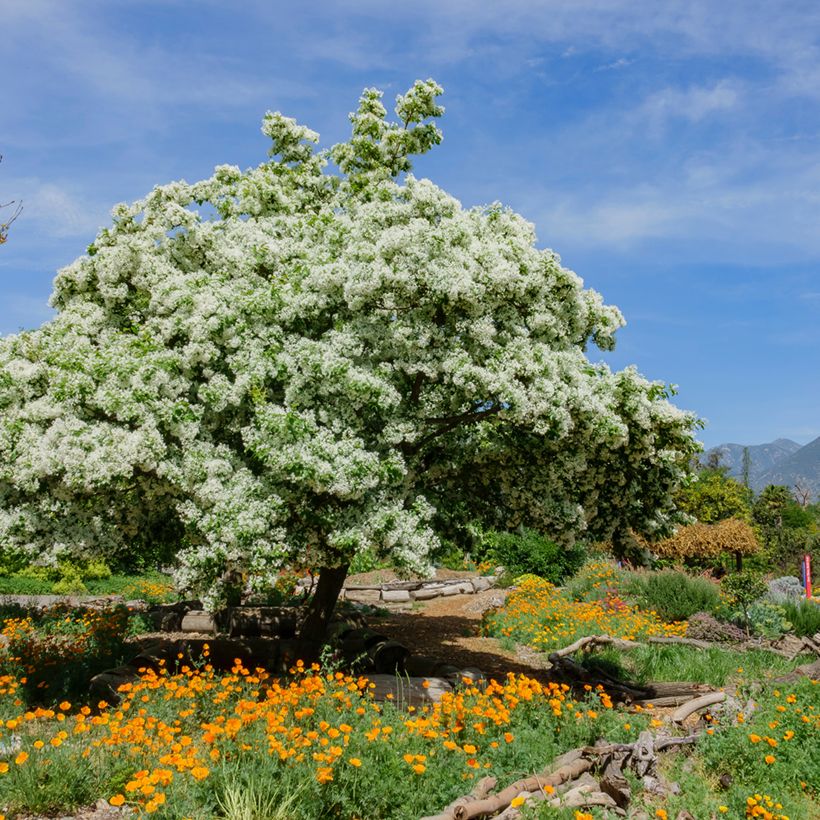 Chionanthus virginicus - Virginischer Schneeflockenstrauch (Plant habit)