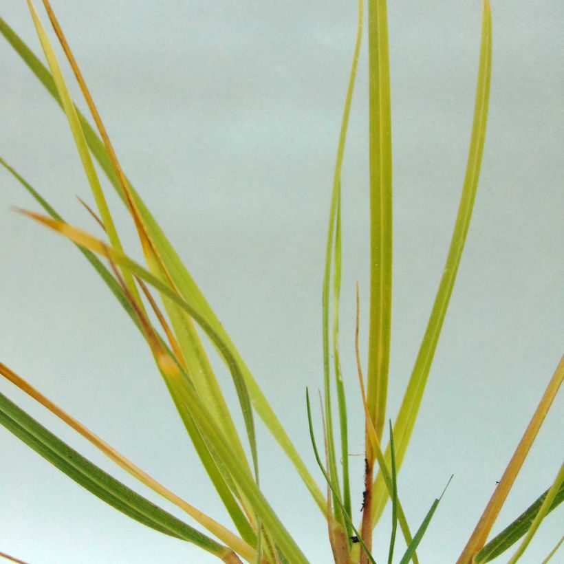 Chionochloa conspicua - Tussockgras (Foliage)