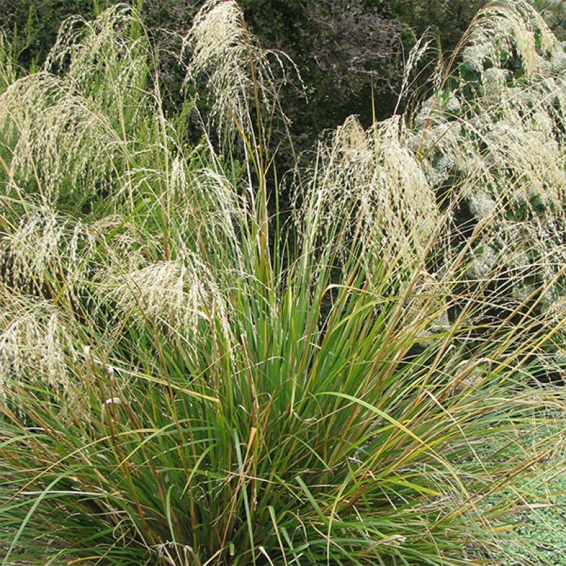 Chionochloa conspicua - Tussockgras (Flowering)