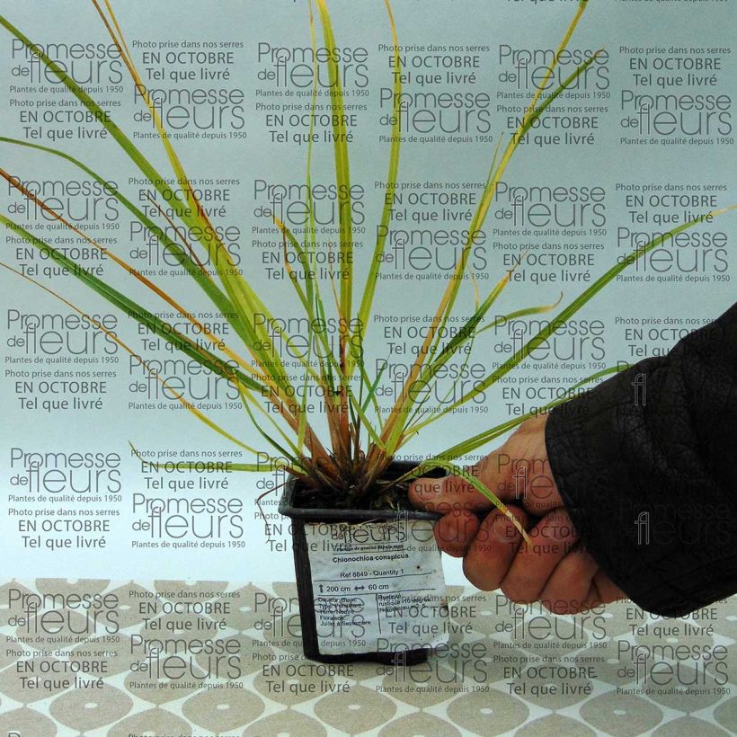 Example of Chionochloa conspicua - Tussockgras Kleine Töpfe von 8/9 cm as you get
