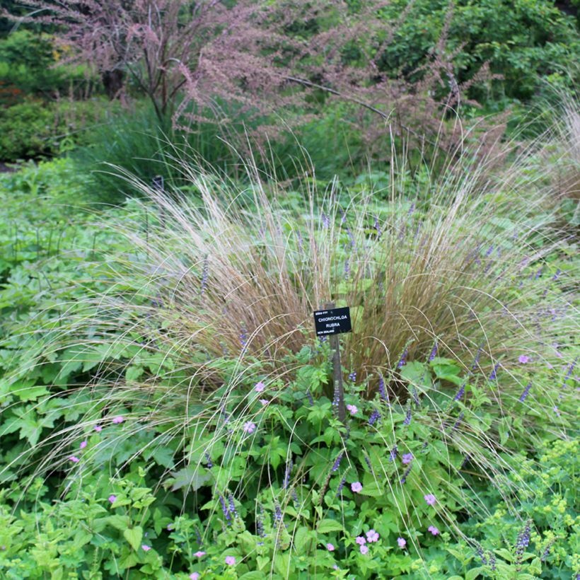 Chionochloa rubra - Tussock-Gras (Plant habit)