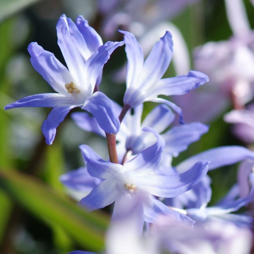 Chionodoxa forbesii Mix - Schneestolz (Flowering)