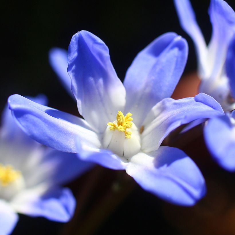 Chionodoxa forbesii Blue Giant - Schneestolz (Flowering)
