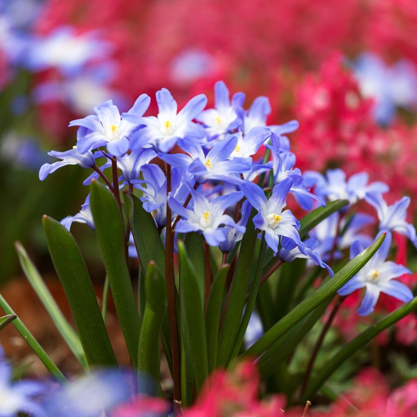 Chionodoxa forbesii Blue Giant - Schneestolz (Plant habit)